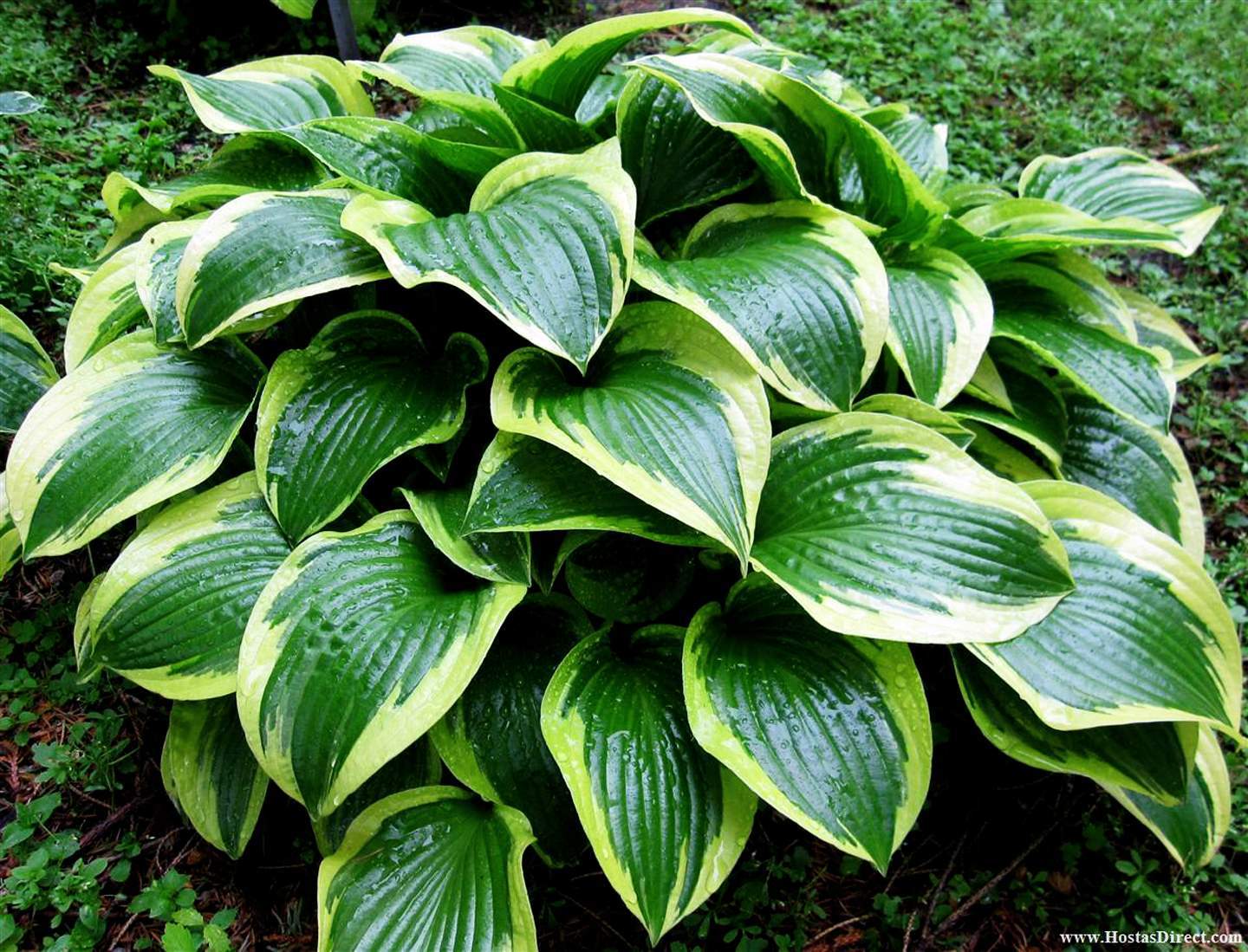 Hosta 'Queen Josephine'